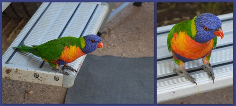 22Clermont11.jpg - Emerald - Cheeky Rainbow Lorikeets at Lake Maraboon