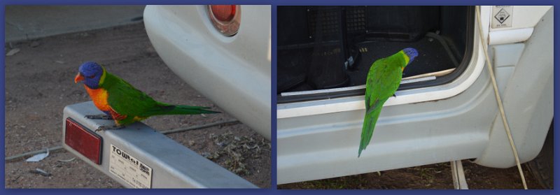 22Clermont12.jpg - Emerald - a Rainbow Lorikeet in the doorway "is there any food in there"