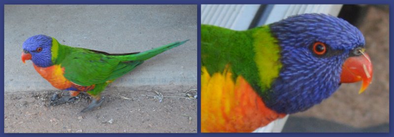 22Clermont13.jpg - Emerald - Rainbow Lorikeets