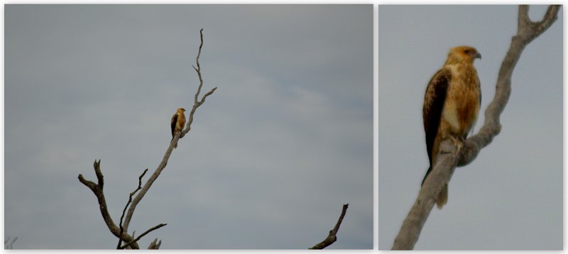 23Mrbn.jpg - Ever watchful Whistling Kites watching from a distance and also soaring hundreds of metres up in the sky