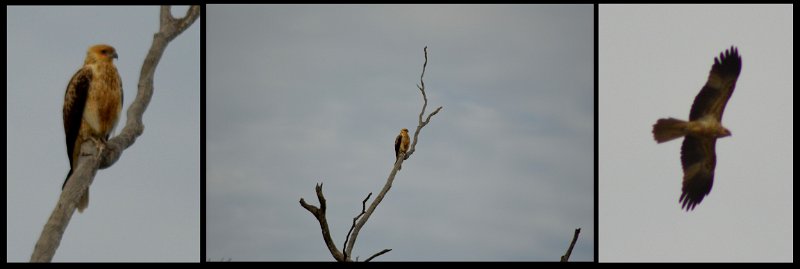 23Mrbn1.jpg - Whistling Kite (page 144)