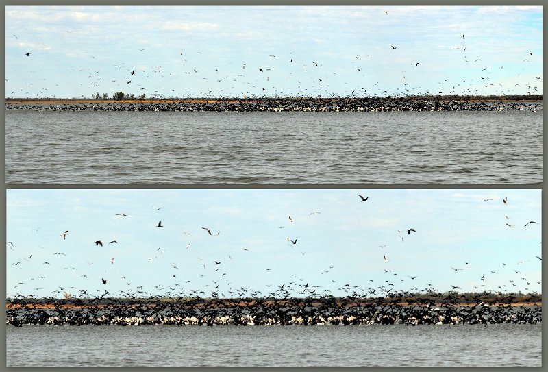 23Mrbn10.jpg - Lake Maraboon - amazing concentration of water birds.