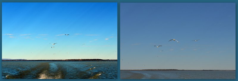 23Mrbn12.jpg - Lake Maraboon - and like last time we were here, a few common seagulls follow our wake