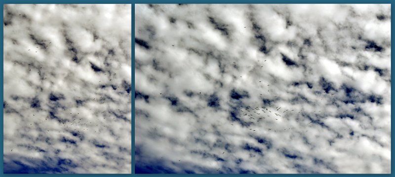 23Mrbn13.jpg - Pelicans soaring