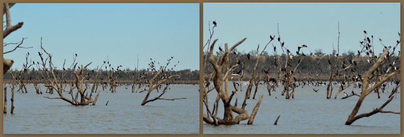 23Mrbn2.jpg - Lake Maraboon - we fished and watched the different birds for at least an hour