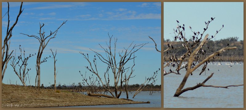 23Mrbn3.jpg - Lake Maraboon - after some time they appeared to all fly off in almost single file