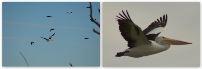 23Mrbn4.jpg - Pelicans (page 126)