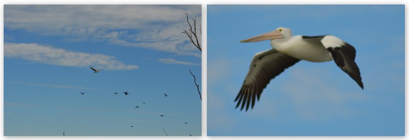 23Mrbn5.jpg - Pelicans (page 126)