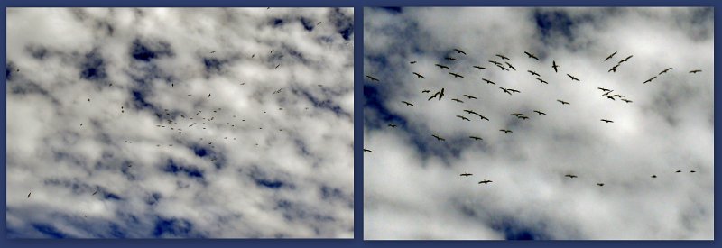 23Mrbn6.jpg - Pelicans soaring in an upward circle until they are almost out of sight