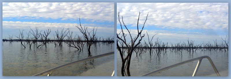 23Mrbn8.jpg - Lake Maraboon - after setting our Crayfish traps we had to negotiate the thick timbers are to get back to the park