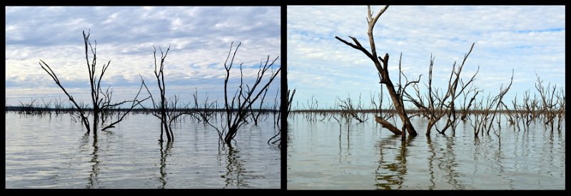 23Mrbn9.jpg - Lake Maraboon - a lot of these timbers would have been submerged last year