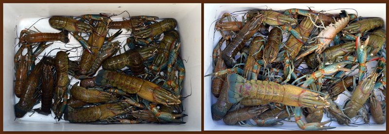 24Mrbn.jpg - Lake Maraboon - Our modest overnight catch. Crayfish are much less active in the cooler months; almost hibernating