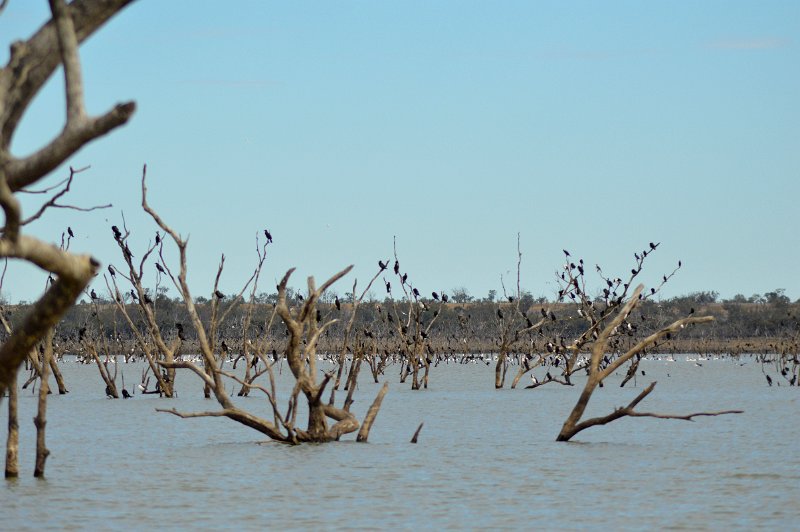 DSC_0006.JPG - Lake Maraboon - A large concentration of Pelicans, Little Black Cormorants and Little Pied Cormorants