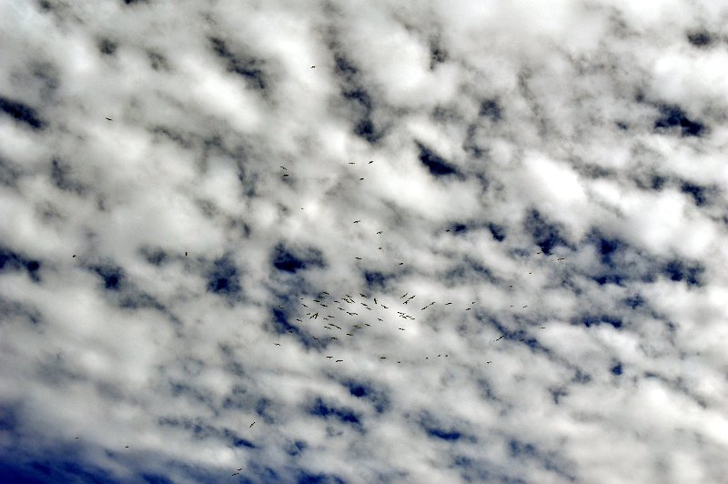DSC_0016.JPG - Pelicans soaring