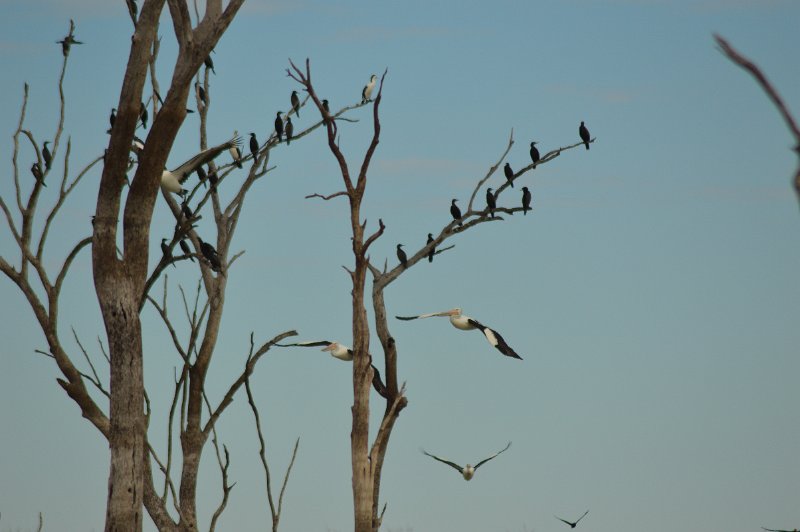 DSC_0029.JPG - Cormorants and Pelicans