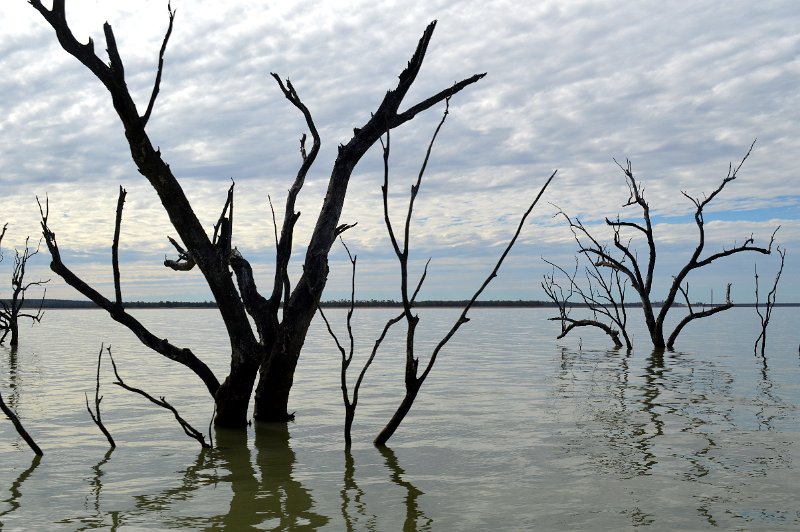 DSC_0044.JPG - Lake Maraboon - because the lake is much lower than last year, there is much more exposed timber