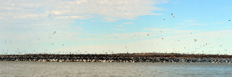 DSC_0048.JPG - Lake Maraboon - after negotiating the timbers we were treated to the sight of a concentration of thousands of water birds.