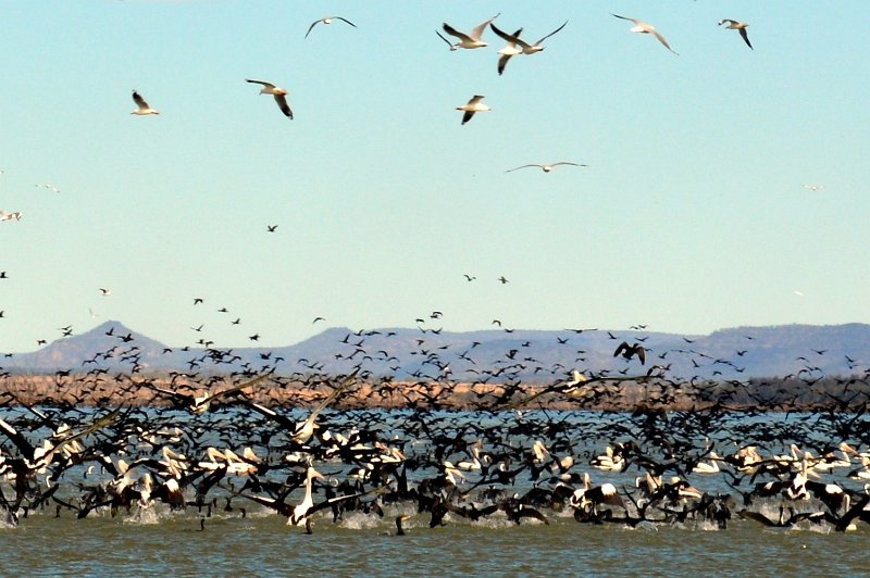 DSC_0051crop.jpg - Lake Maraboon - amazing concentration of water birds.