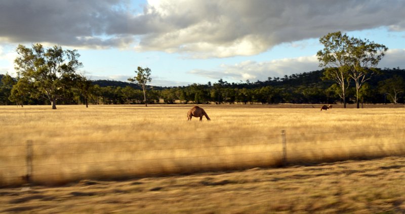 DSC_0171.JPG - Camels on our approach to Rockhampton