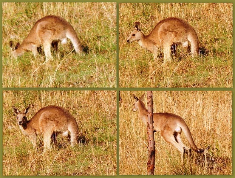 02Maroon3.jpg - Lake Maroon early morning visitor