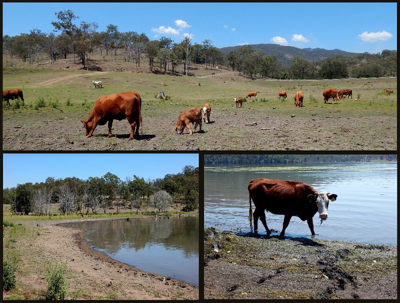 03Maroon.jpg - Lake Maroon grazers
