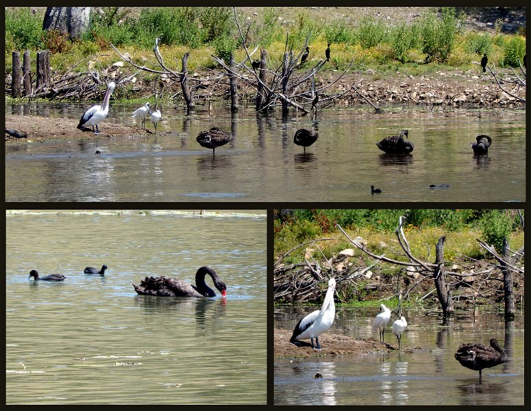 03Maroon1.jpg - Lake Maroon fauna