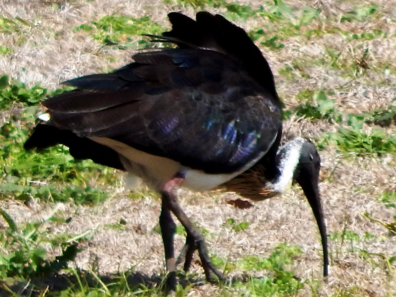 DSCN0001crop.jpg - Spring shoots and colours before we left home - Straw-necked Ibis