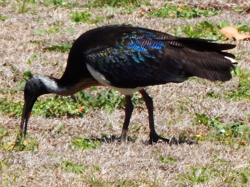 DSCN0004crop.jpg - Spring shoots and colours before we left home - Straw-necked Ibis