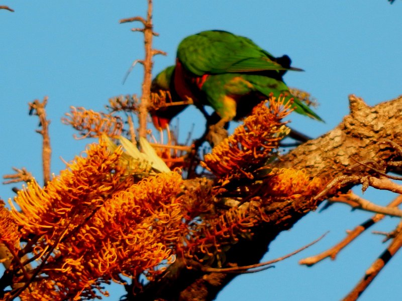 DSCN0014crop.jpg - Spring shoots and colours before we left home - Rainbow Lorikeet feeding on the sweet flowers