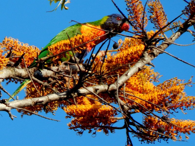 DSCN0016crop.jpg - Spring shoots and colours before we left home - Rainbow Lorikeet feeding on the sweet flowers