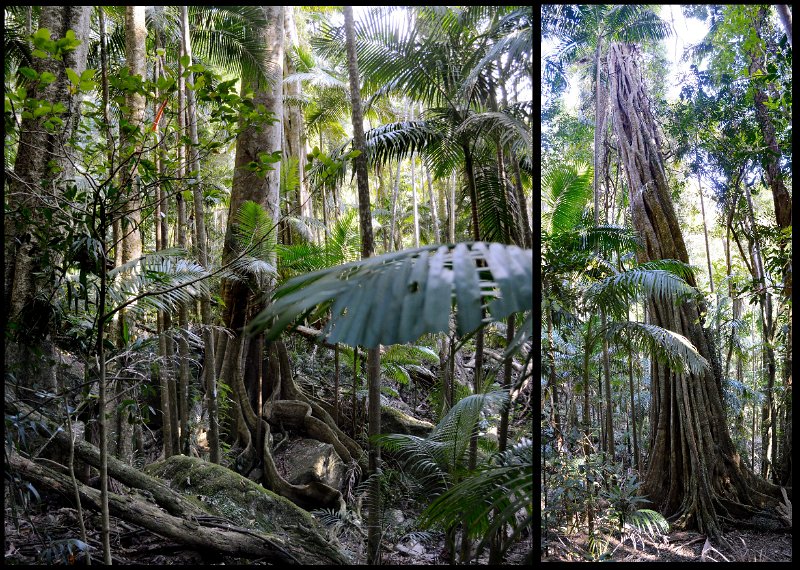 06MtWarning.jpg - Wollumbin Mount Warning - strangler figs