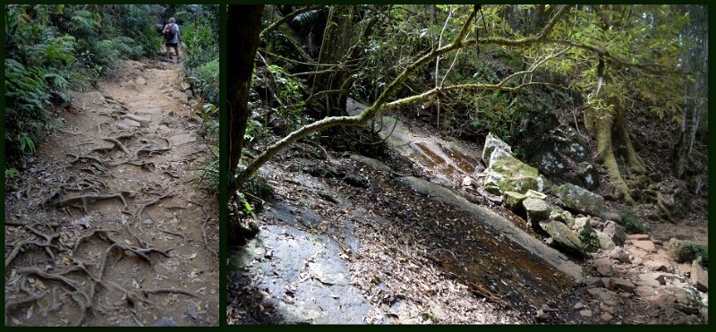 06MtWarning5.jpg - Wollumbin Mount Warning - climbing the track