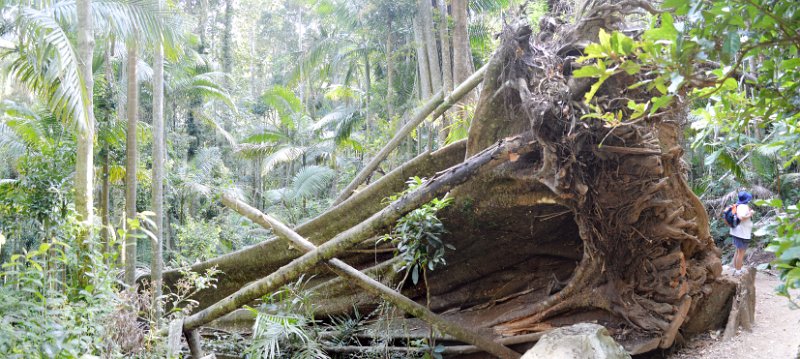 06MtWarningPan01.JPG - Wollumbin Mount Warning - massive fallen trees are regularly evident
