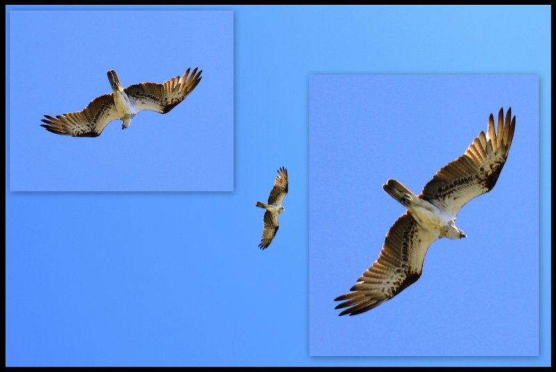 07Fingal1.jpg - Fingal Heads - Eastern Osprey on the hunt