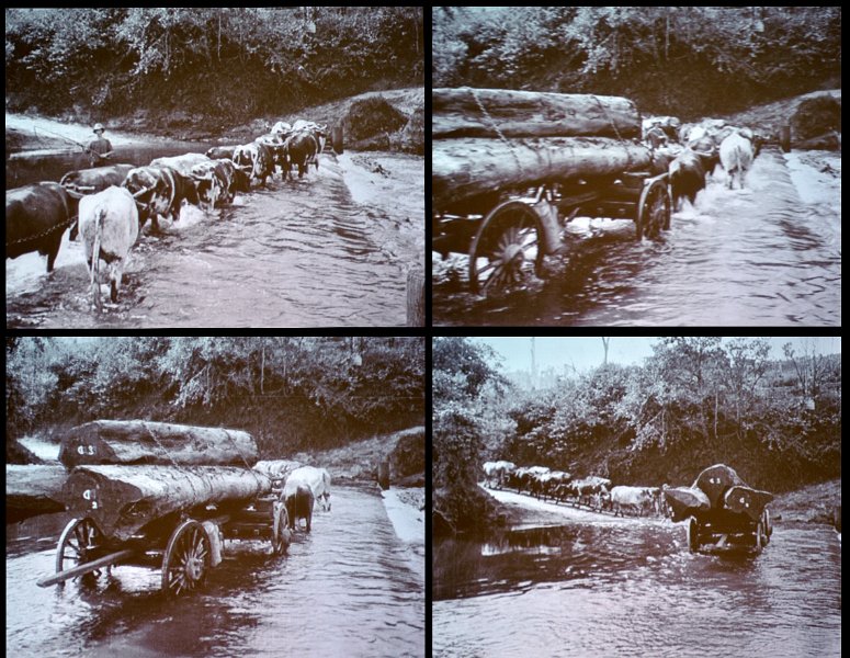 07Mba11.jpg - Murwillumbah heritage walk - Museum pics "hauling cedar logs through a creek near Mt Warning"