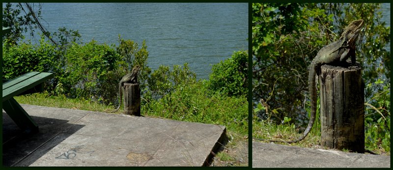 07Mba2.jpg - Murwillumbah heritage walk - an Australian Water Dragon sunning himself; this one is about as big as they grow (about 90cm)