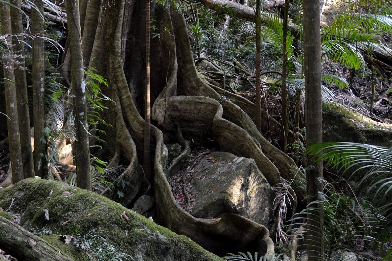 DSC_0016.JPG - Wollumbin Mount Warning - buttress root system
