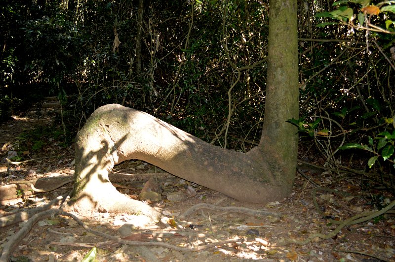 DSC_0020.JPG - Wollumbin Mount Warning - walking track