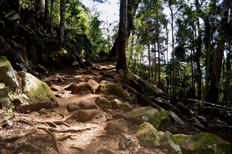 DSC_0021.JPG - Wollumbin Mount Warning - walking trail