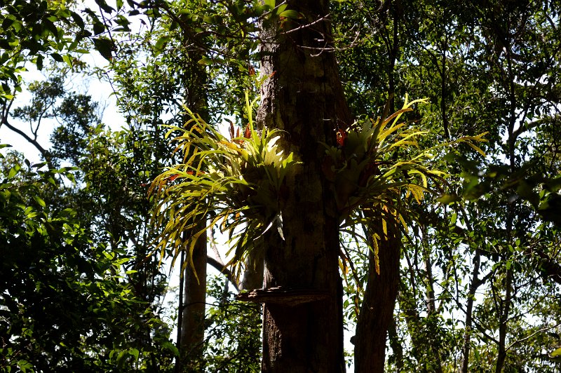 DSC_0022.JPG - Wollumbin Mount Warning - walking trail