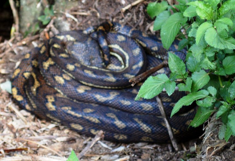 DSC_0063crop.jpg - Common Carpet Snake, or Carpet Python