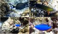 05Snorkel