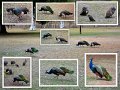17Moondarra1