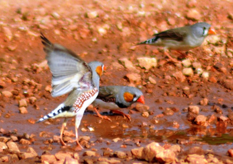 Tennant Creek, Northern Territory