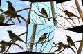 BrownHoneyeater