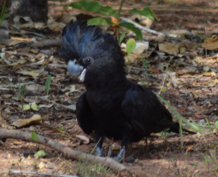 Red-Tailed Black Cockatoo