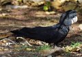 DSC_0004cropa