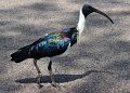 DSC_0031