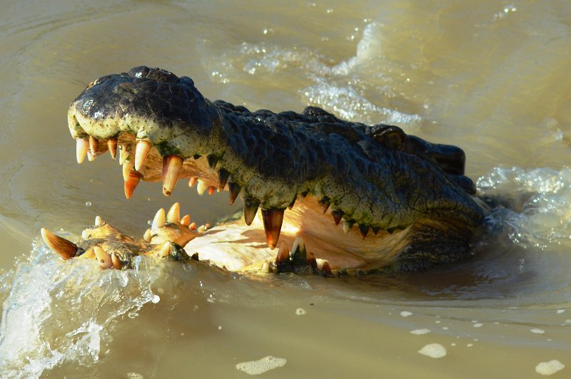 Adelaide River crocodiles