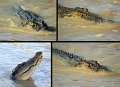 11Kakadu2